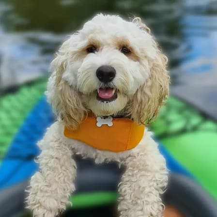 Luna the cockapoo, Zelly's head of morale